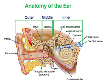 How the Ear Works