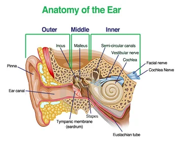 How the Ear Works